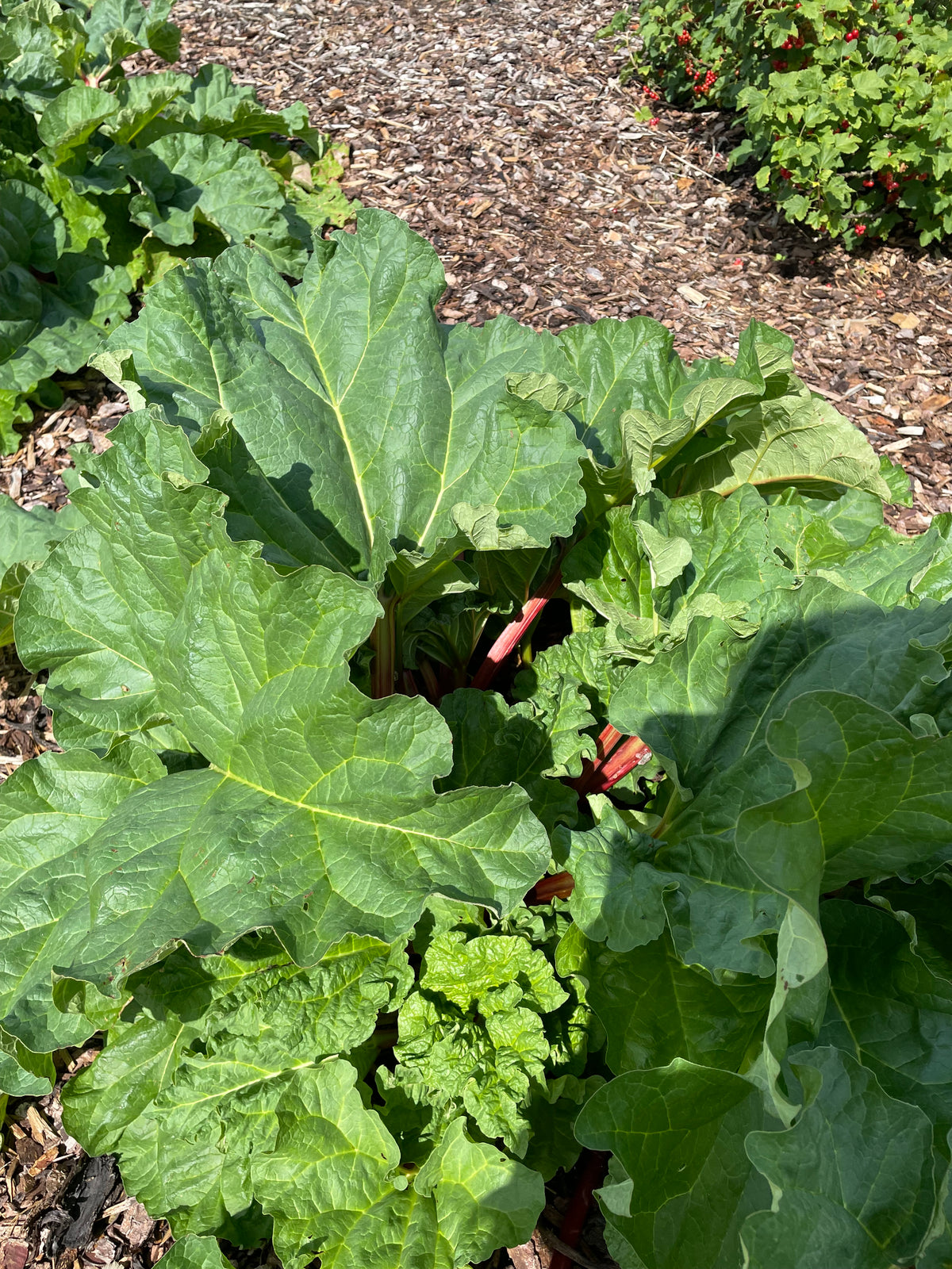 Frische Rhabarberpflanzen im Beet