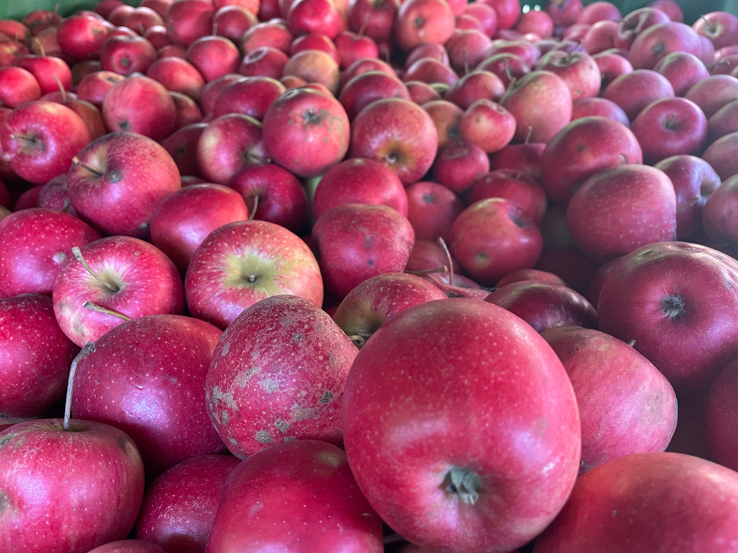 Rote Äpfel