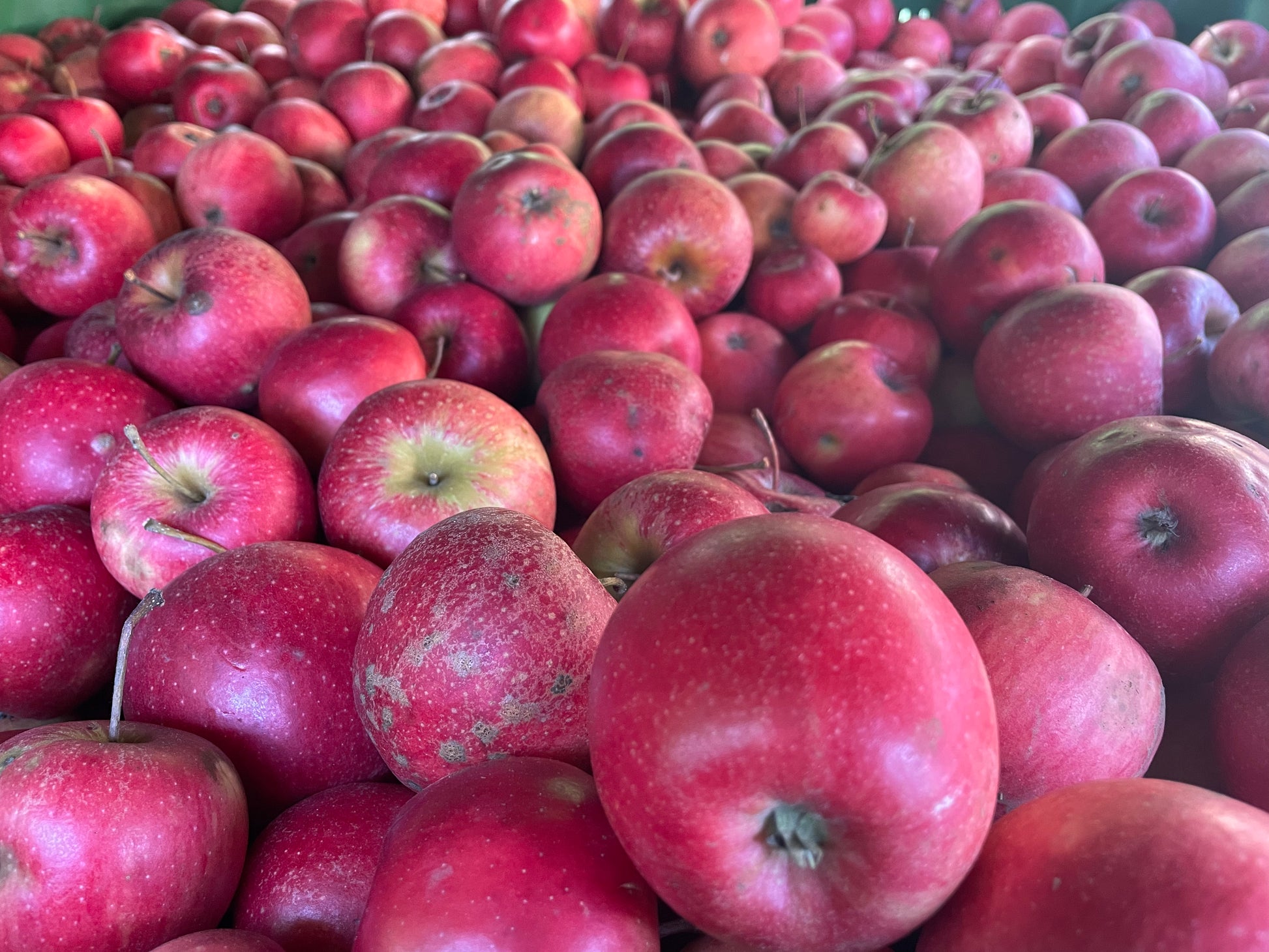 Rote Äpfel